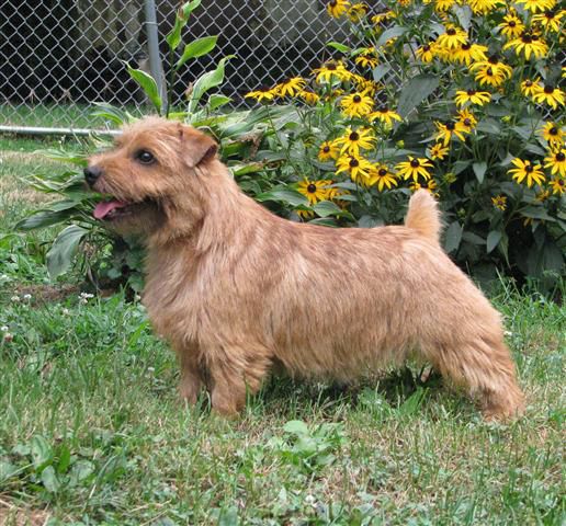 Bud - US/Can CH Rightly So Lord of the Ring at Dralion - Norfolk Terrier