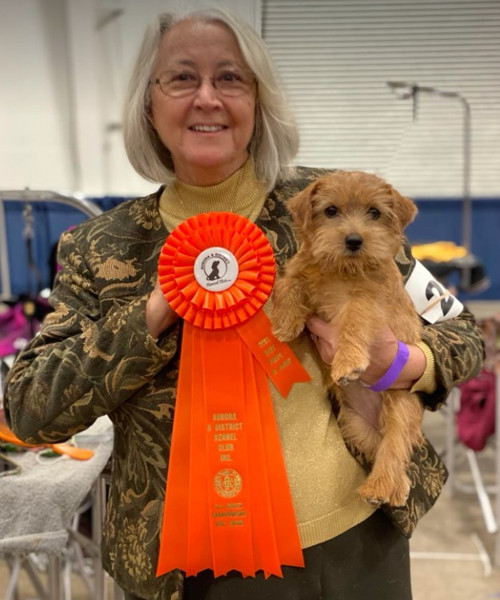 Norfolk Terrier puppies