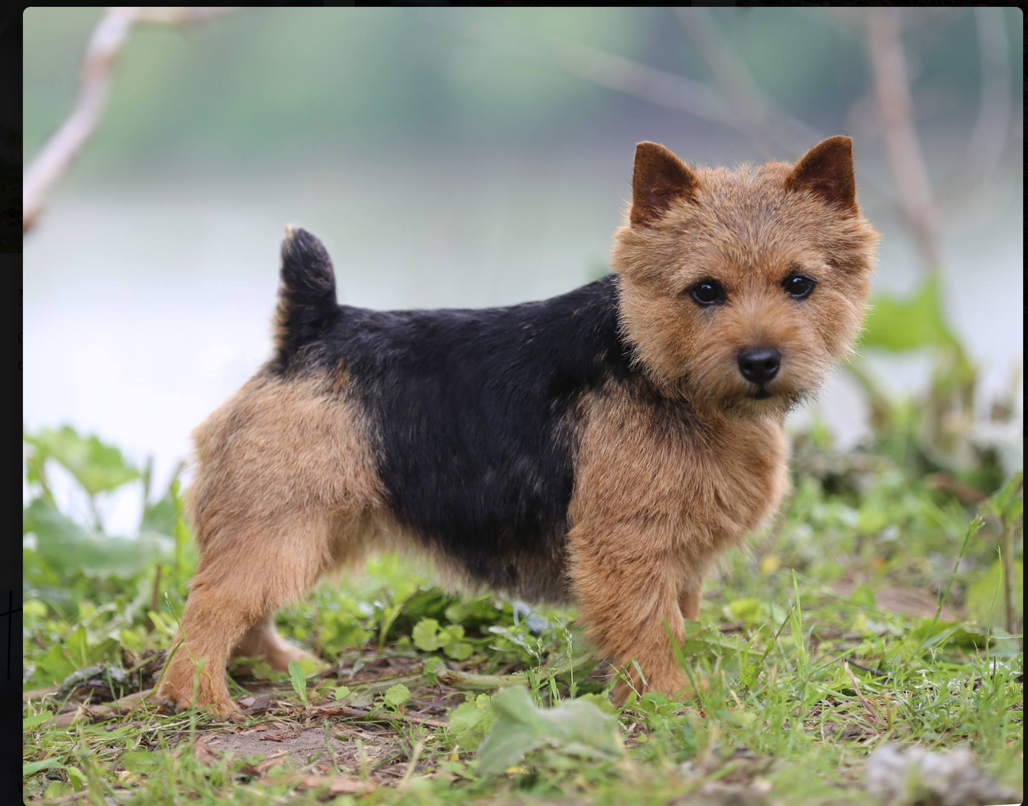 Norwich Terrier - Dralion Kennels