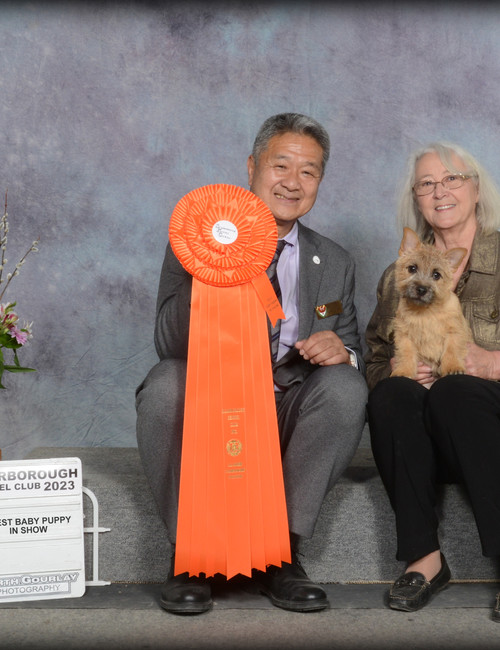 Reba - CH Dralion's Look Who's Talking - Puppy Winner at Dralion Kennels